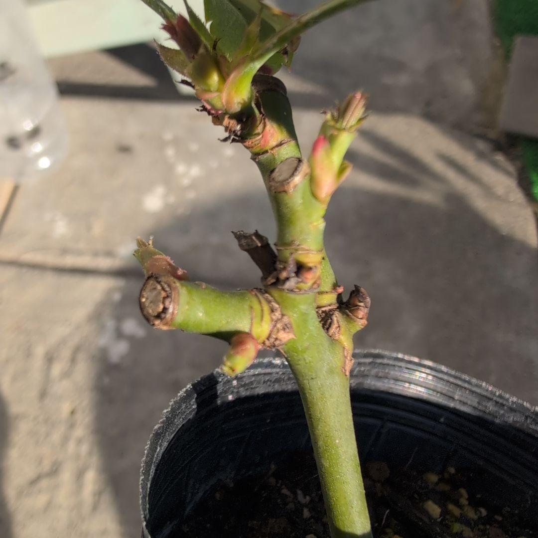 47 こちらはご予約です ブラウン バラ苗 バラ挿し木苗