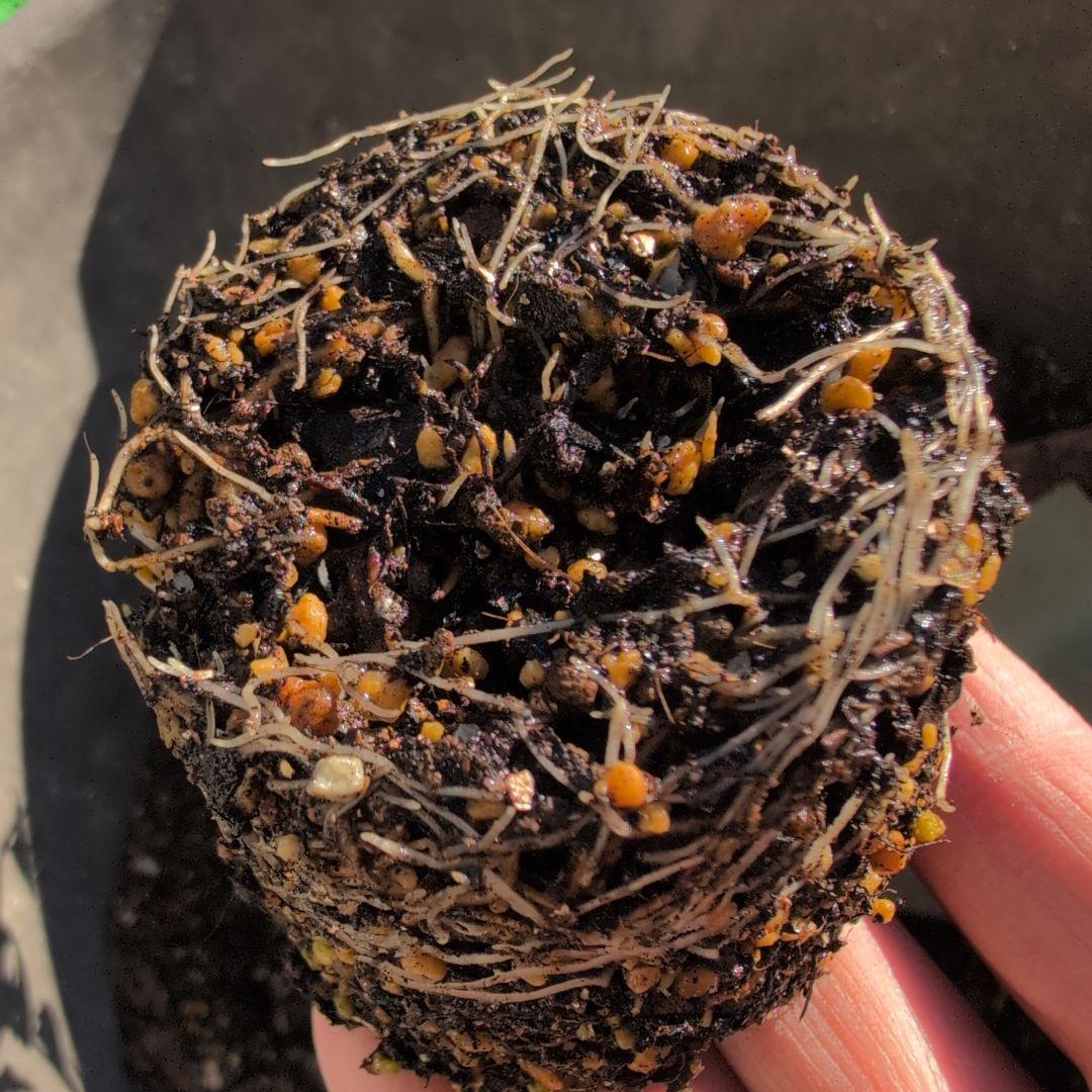 47 こちらはご予約です ブラウン バラ苗 バラ挿し木苗