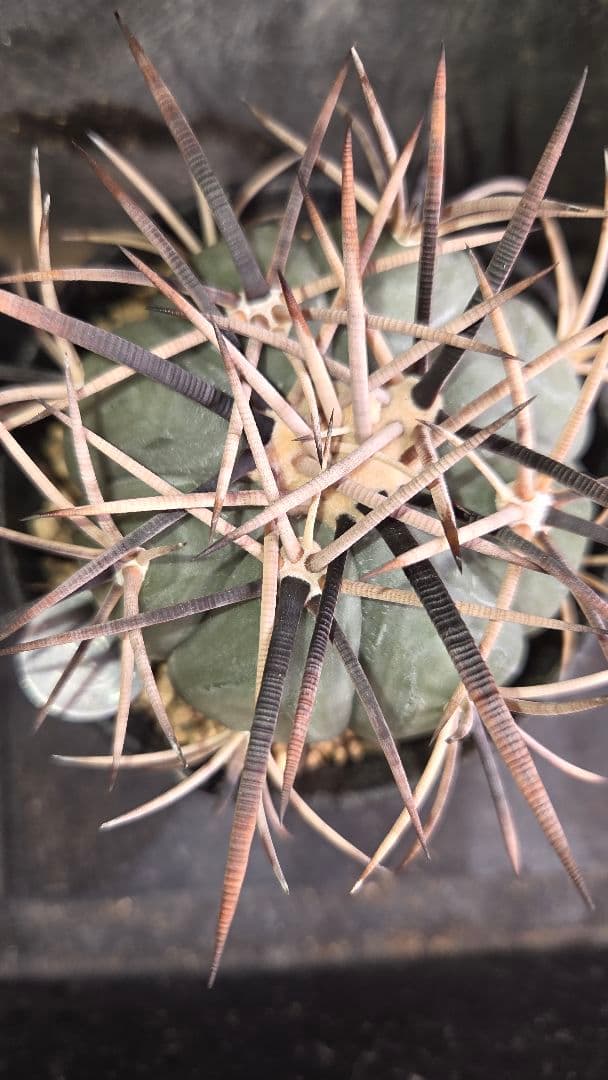 サボテン　太平丸　雷帝