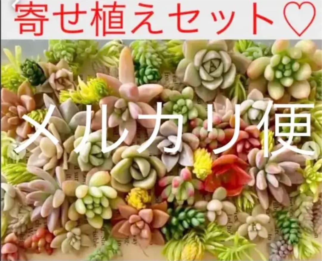 ♡寄せ植えセット♡多肉植物♡