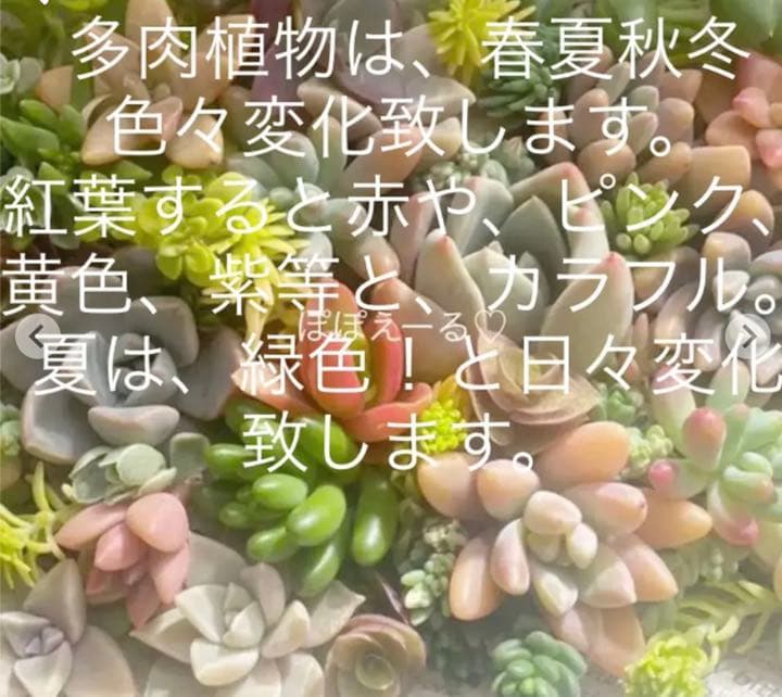 ♡寄せ植えセット♡多肉植物♡