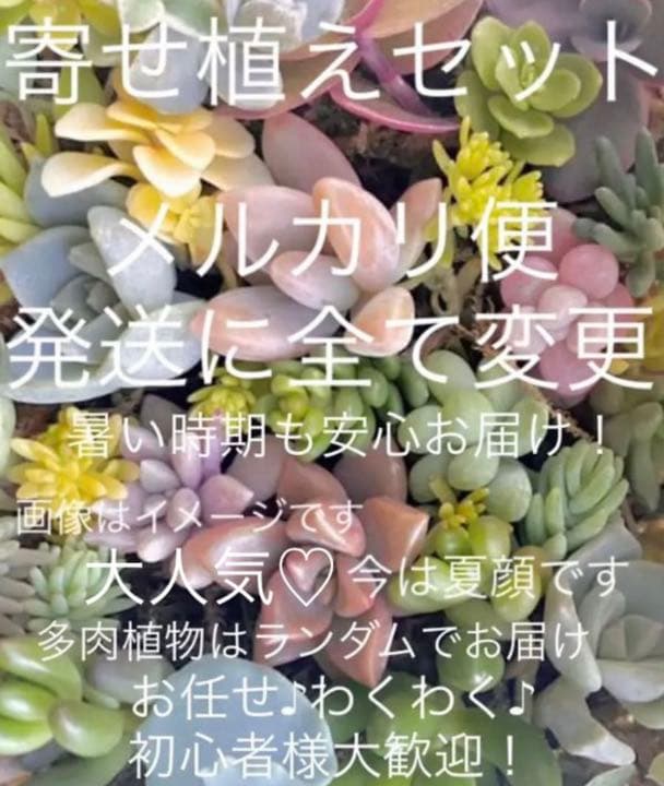 ♡寄せ植えセット♡多肉植物♡