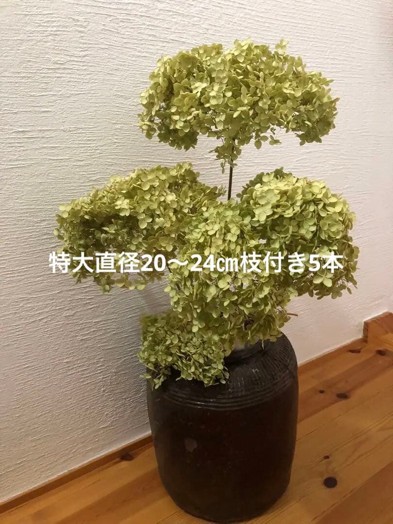 アナベルドライフラワー　 特大サイズ枝付き5本