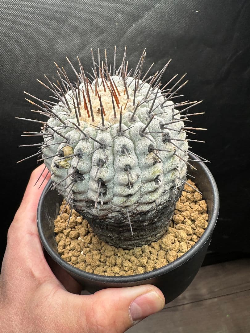 発根済　コピアポア コルムナアルバ Copiapoa 孤竜丸　黒王丸　特大