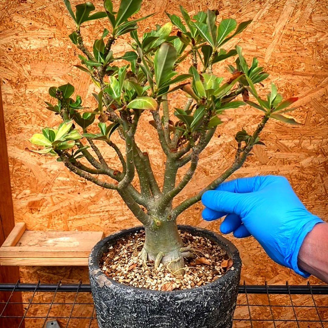 アデニウム オベスム 大