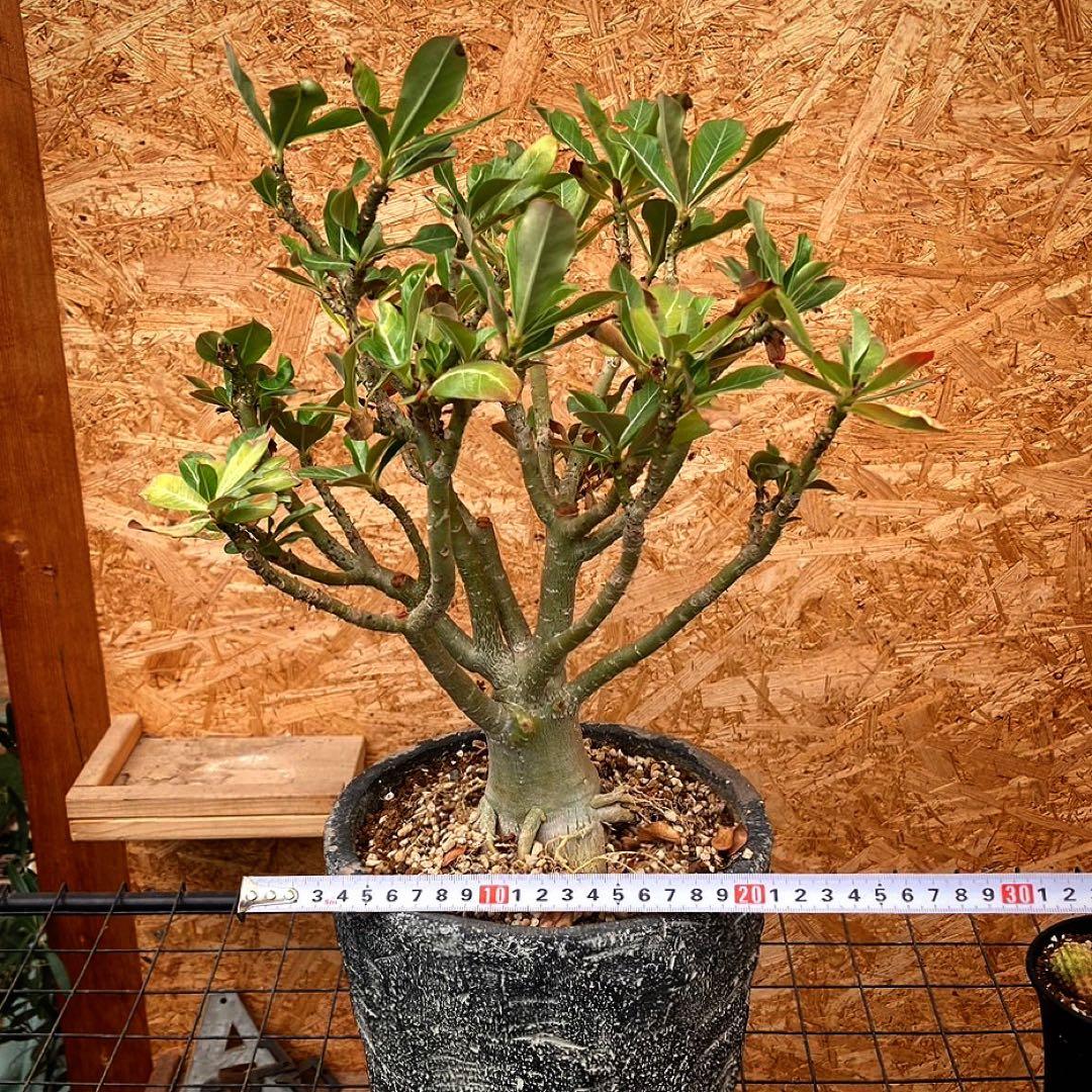 アデニウム オベスム 大