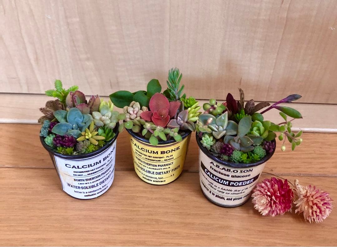 ibupopo1028大容量　多肉植物　寄せ植え　3つセット