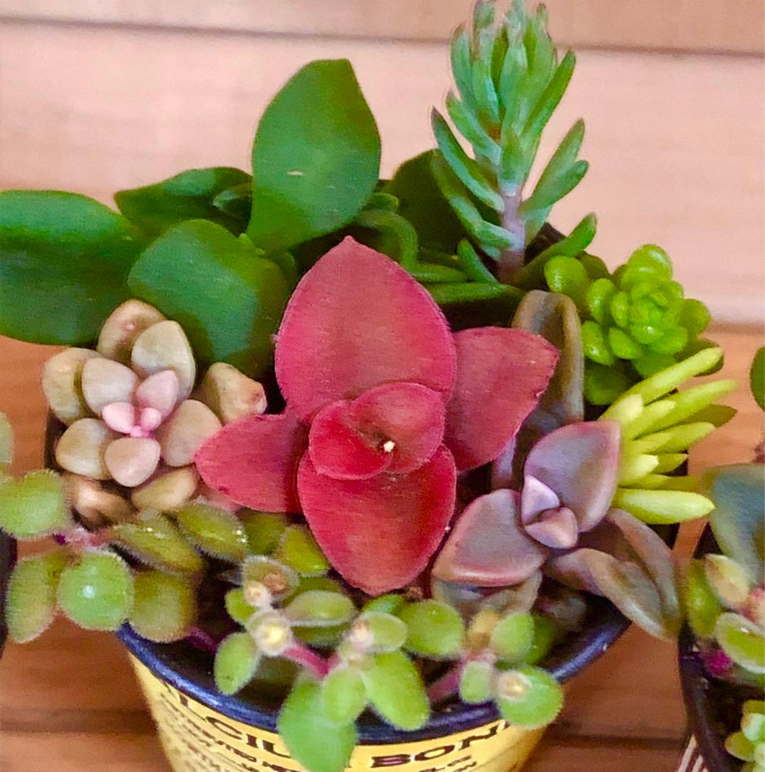 ibupopo1028大容量　多肉植物　寄せ植え　3つセット