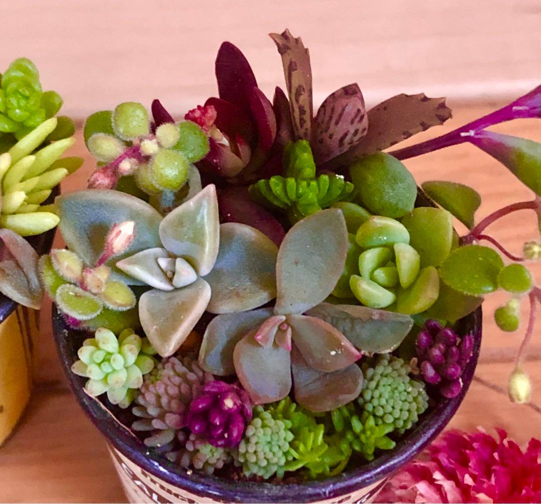 ibupopo1028大容量　多肉植物　寄せ植え　3つセット