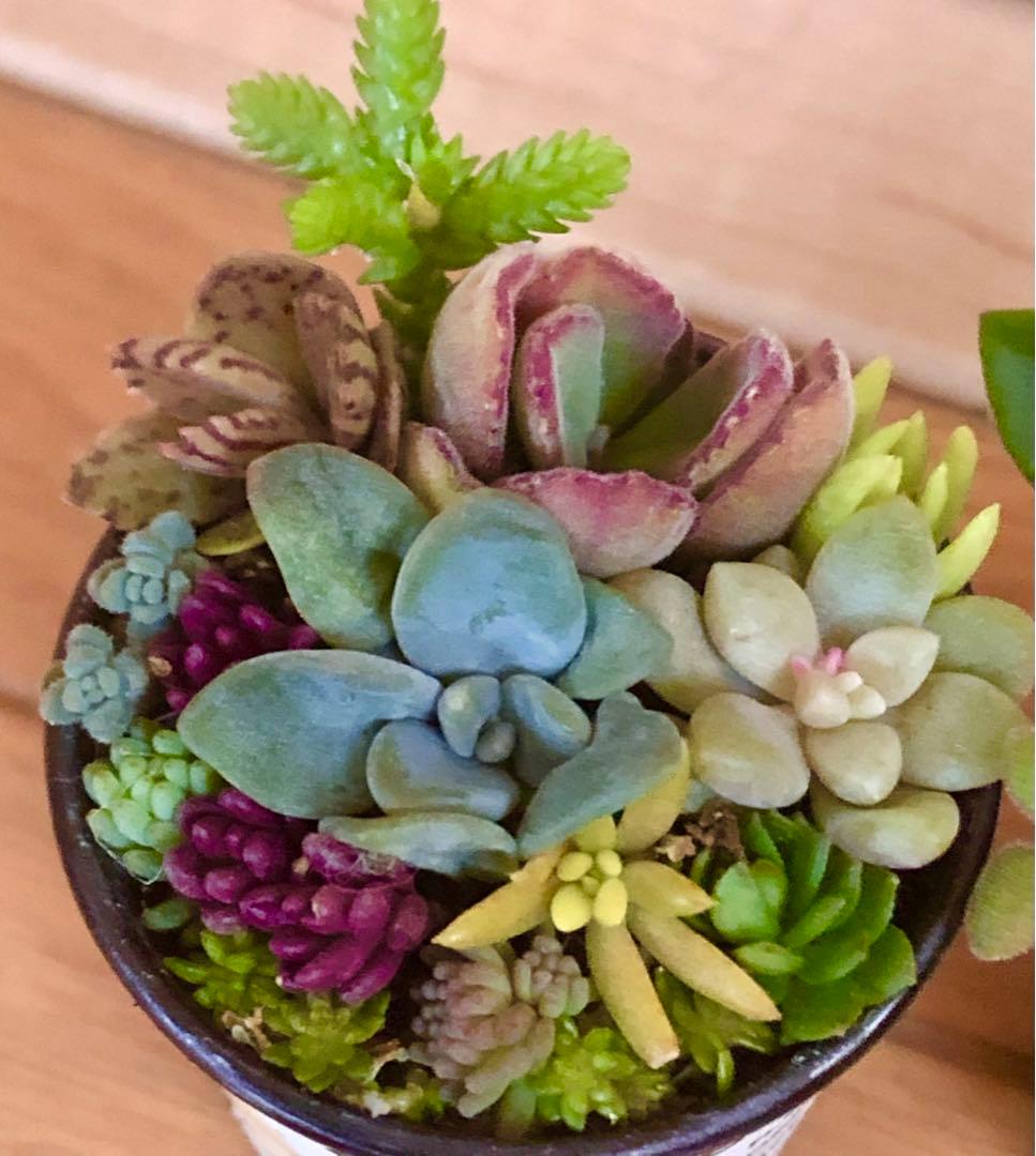 ibupopo1028大容量　多肉植物　寄せ植え　3つセット
