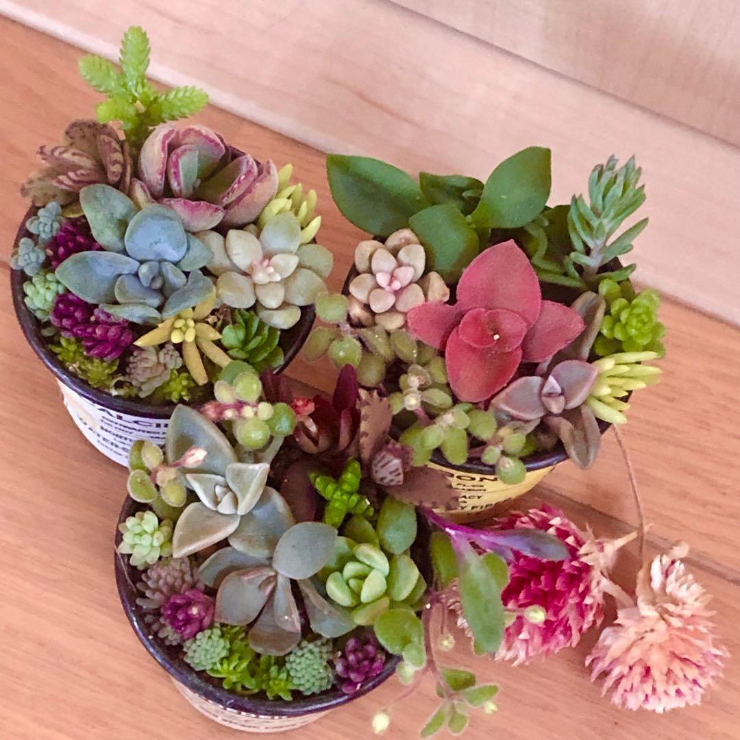 ibupopo1028大容量　多肉植物　寄せ植え　3つセット