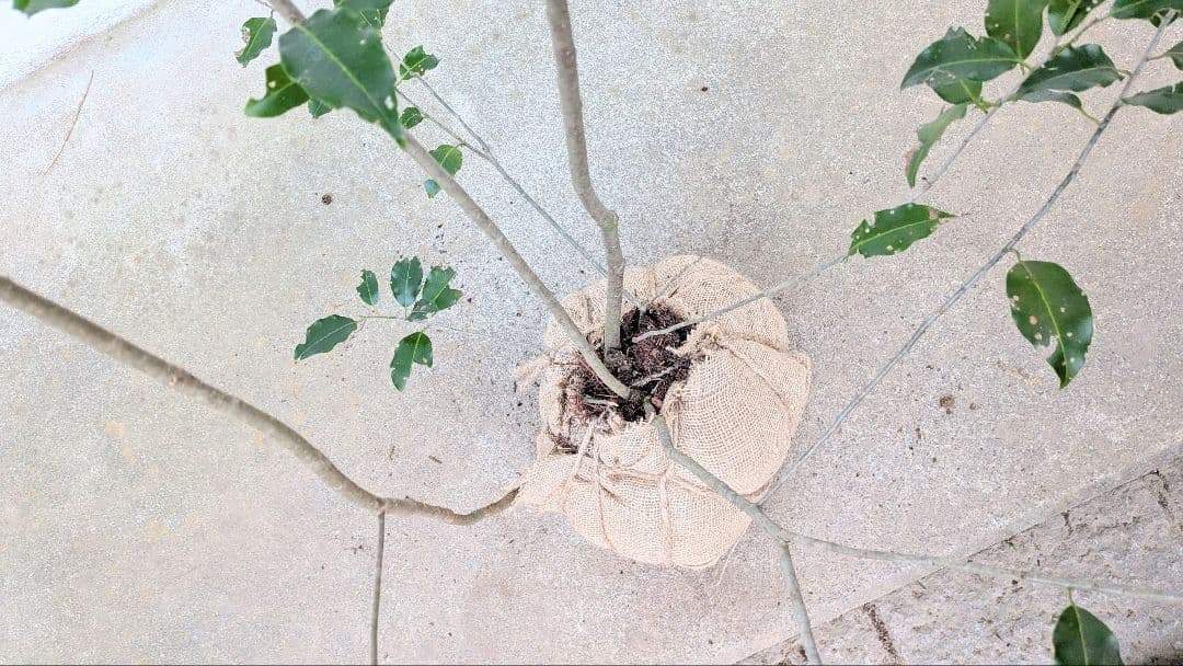 山採りソヨゴ。