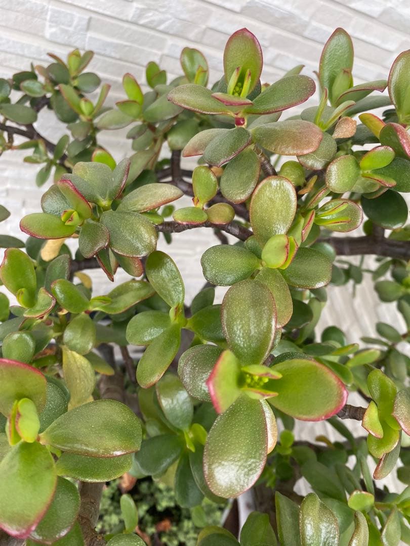 黄金花月 ⬅️蕾付き ブロウメアナ