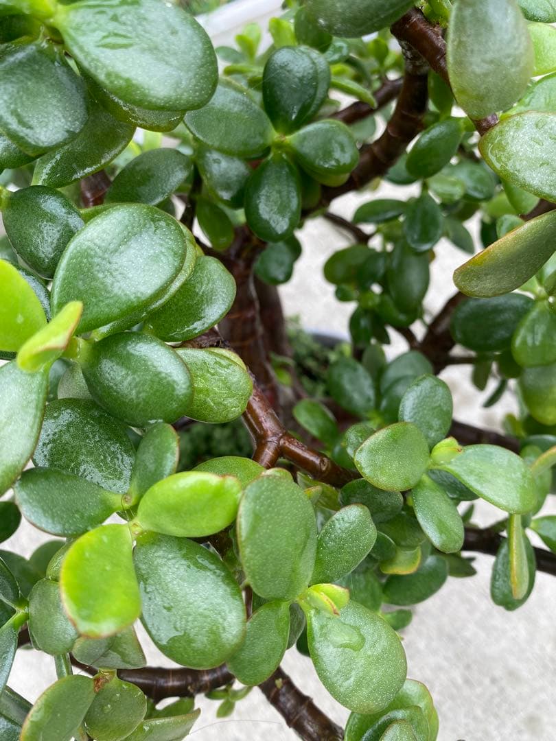 黄金花月 ⬅️蕾付き ブロウメアナ