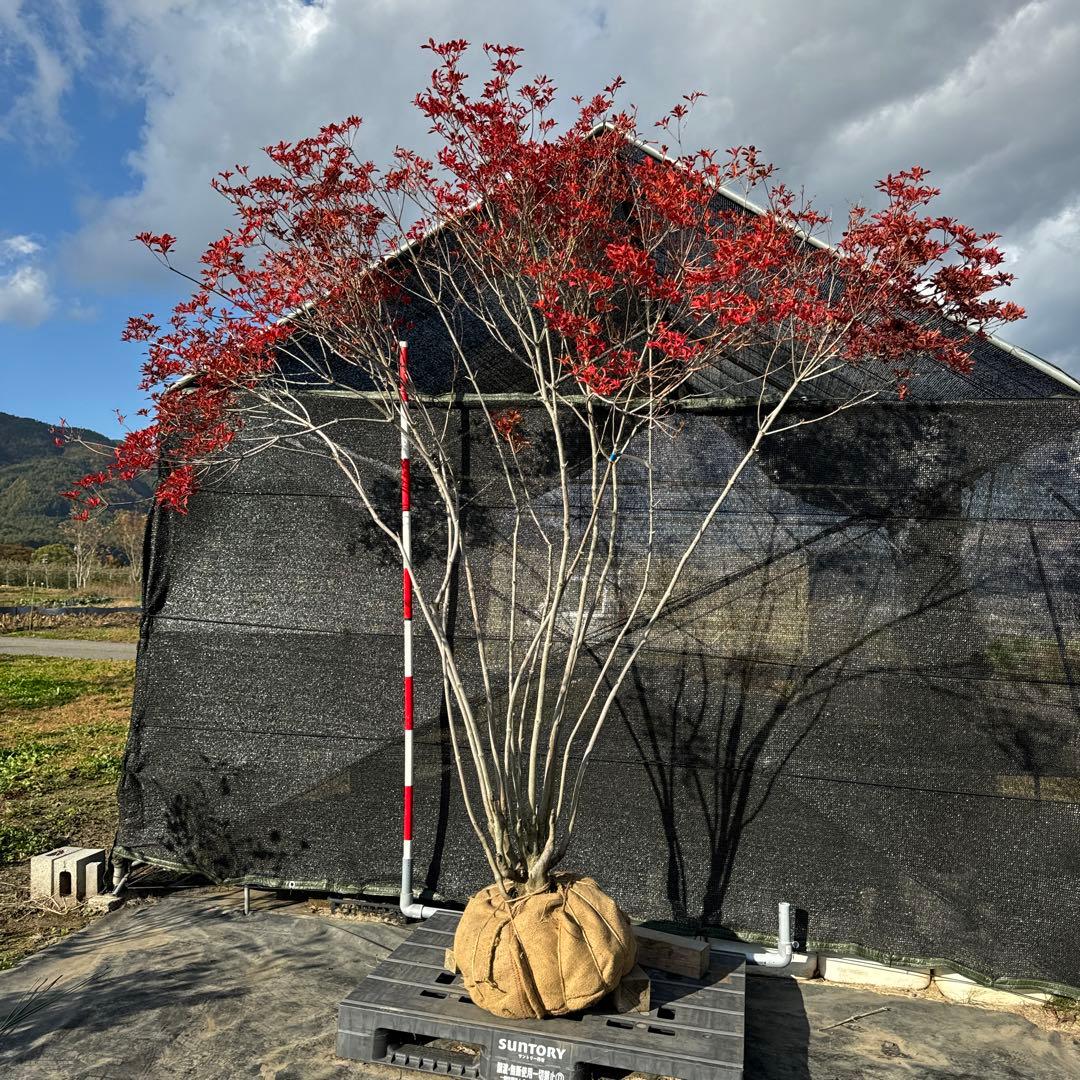 《お引き取り/本州配送可》特大極上天然木/ドウダンツツジ【現品限り】