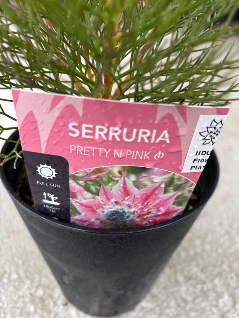 ジョーイセルリアプリティインピンク　1