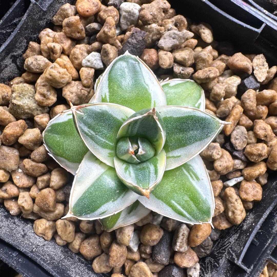 アガベ　ピンキー王妃笹の雪A型　白覆輪斑　美形