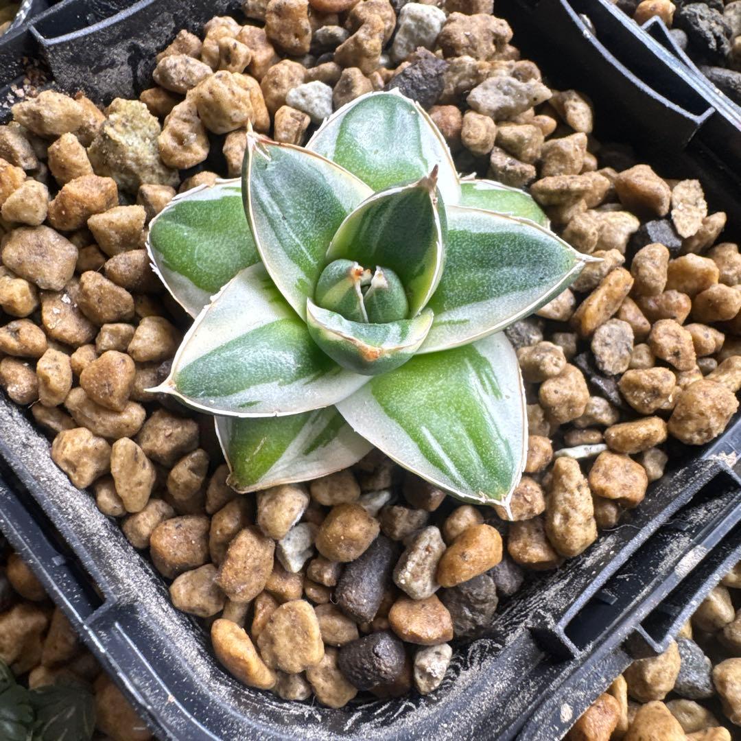 アガベ　ピンキー王妃笹の雪A型　白覆輪斑　美形