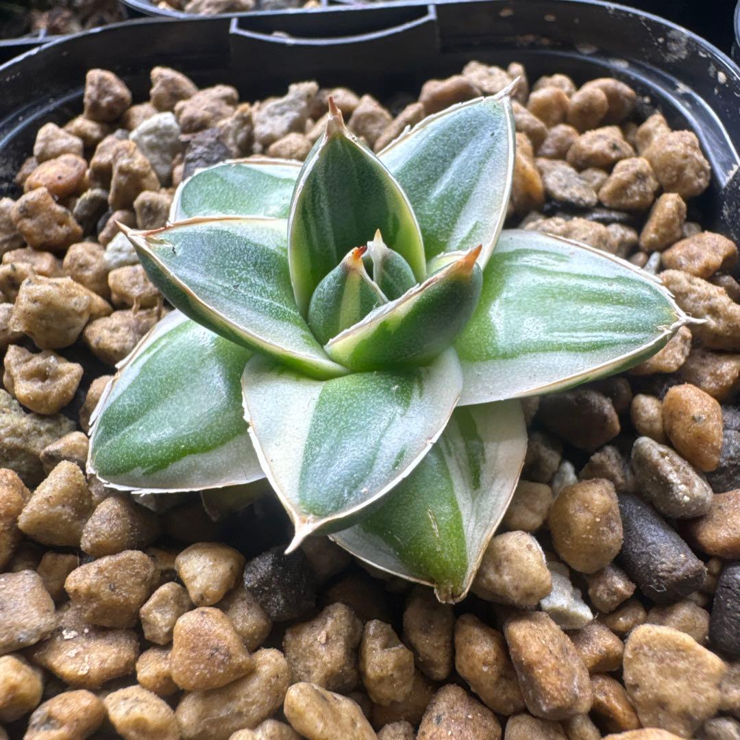 アガベ　ピンキー王妃笹の雪A型　白覆輪斑　美形