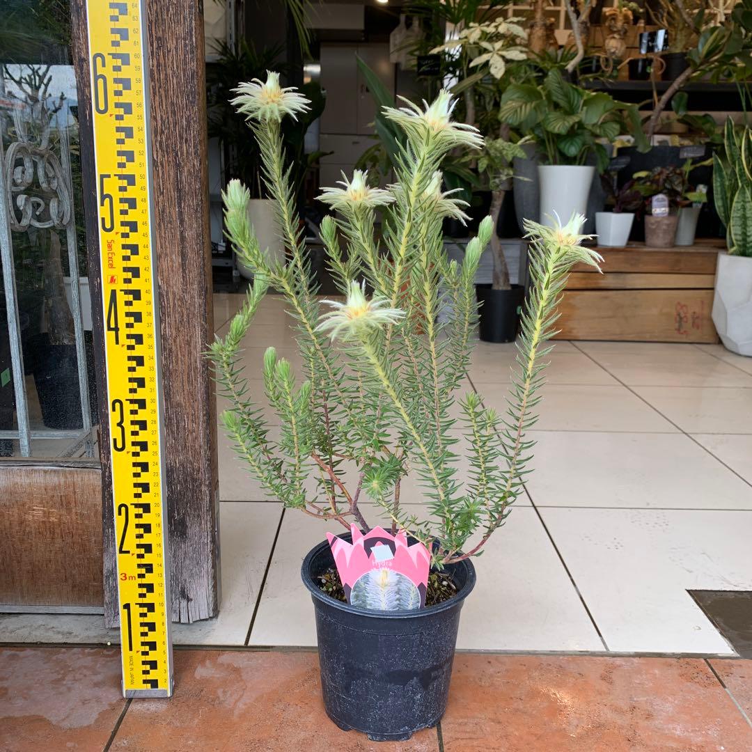 希少 フィリカ ハイドラ 1