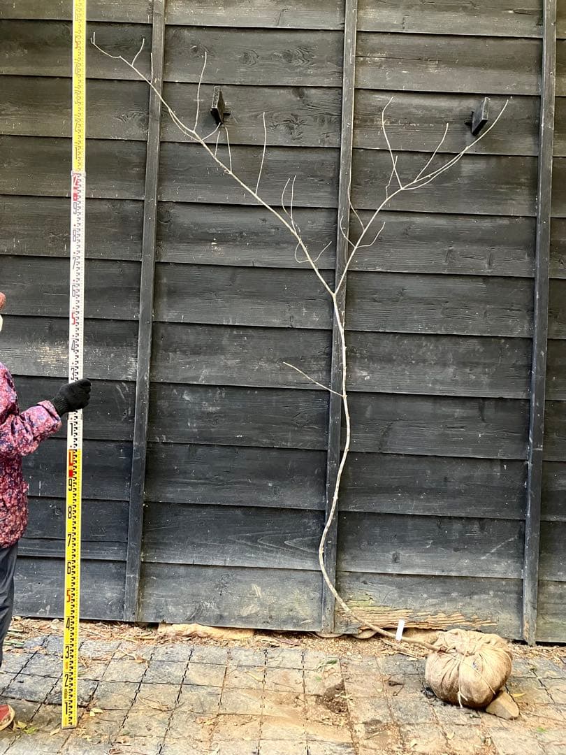 21 山採りアオダモ