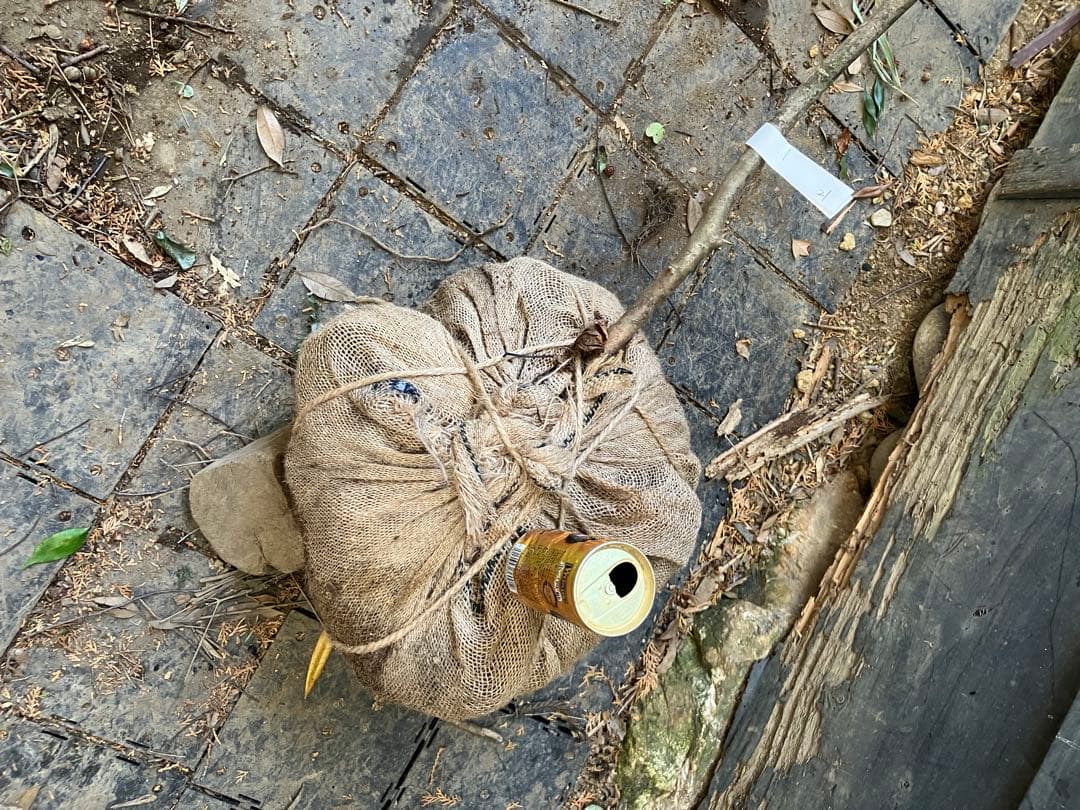 21 山採りアオダモ