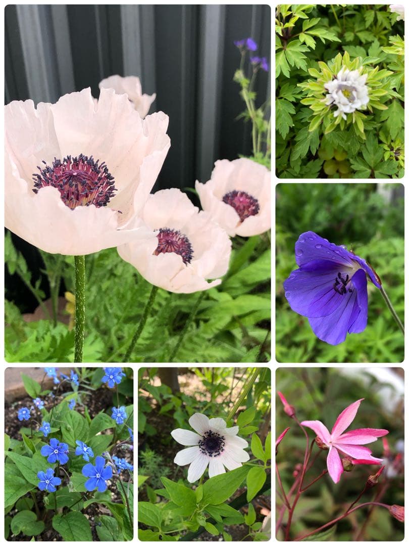 オリエンタルポピーなど　花苗