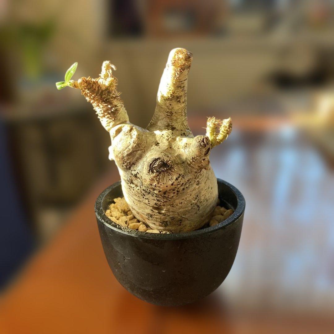 グラキリス多頭 現地球