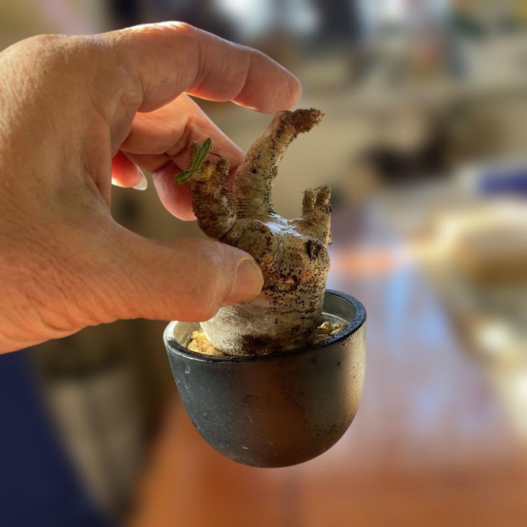 グラキリス多頭 現地球