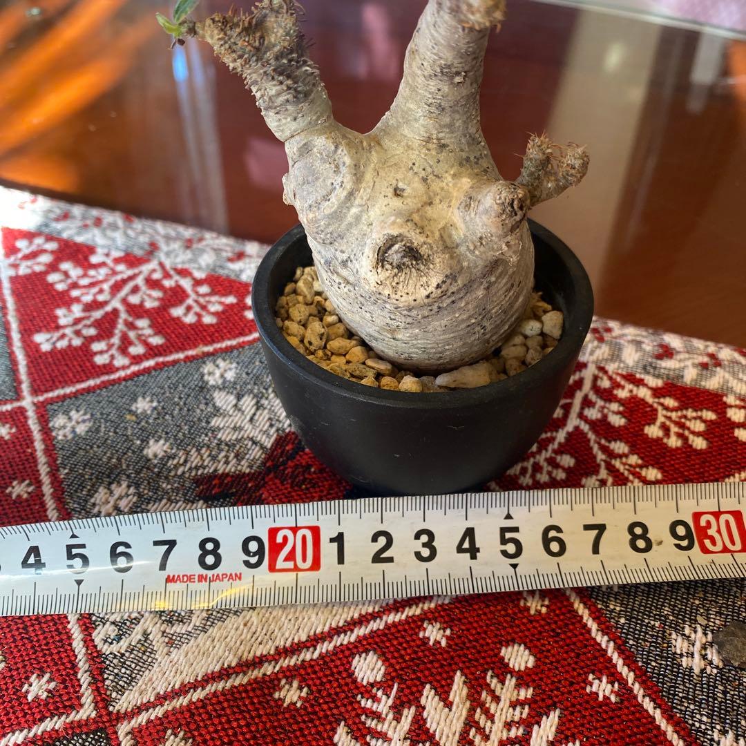 グラキリス多頭 現地球