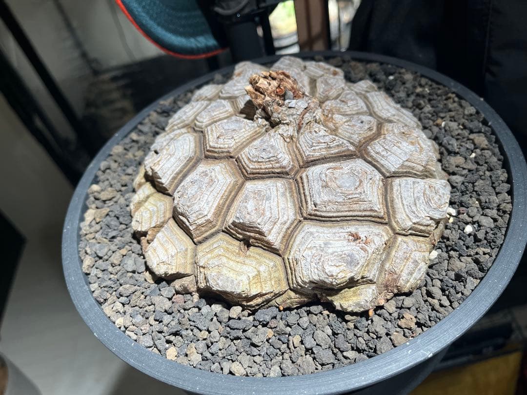 最終値下げ メキシコ亀甲竜　現地球　美株