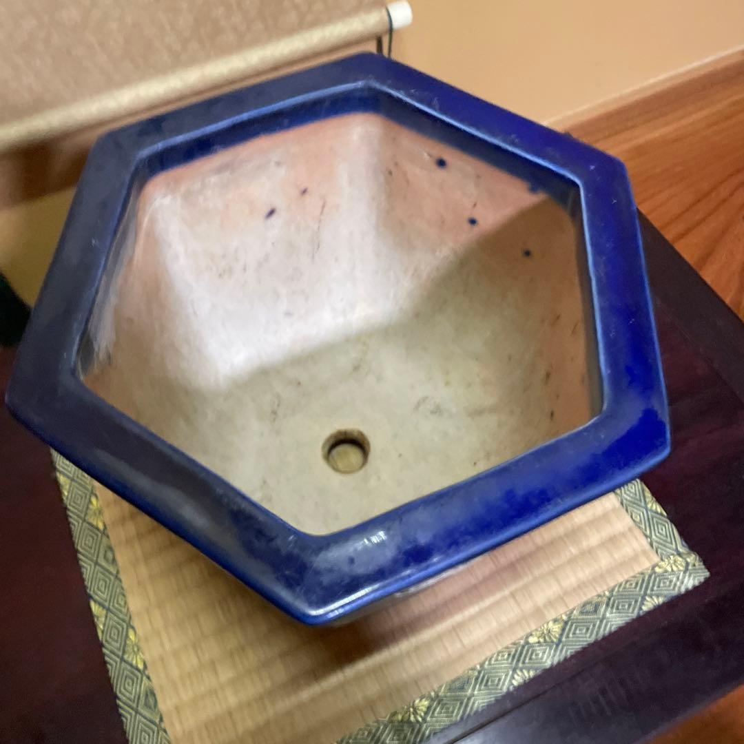 瀬戸焼 瑠璃釉 六角植木鉢 天山鉢 富貴蘭 山野草 盆栽 園芸 陶器製