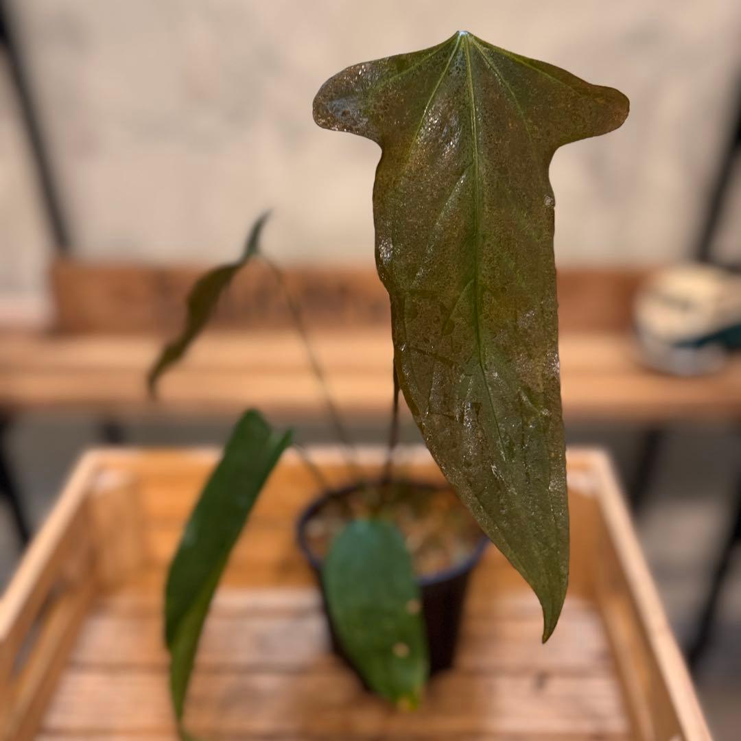 10 アンスリウム　ポルティラエ×パピリラミナムRL オープンサイナス