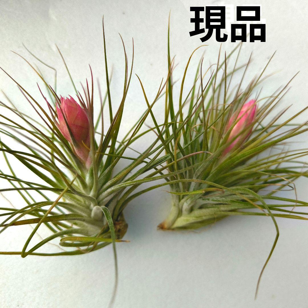 ✅️ティランジア・ストリクタ（エアブランツ　ティランジア属）花苞付き現品