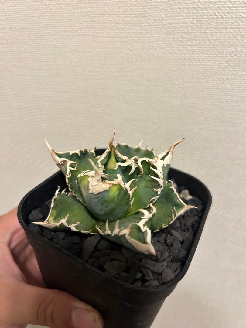 アガベ　チタノタ　大白鯊　中子株　lize血統