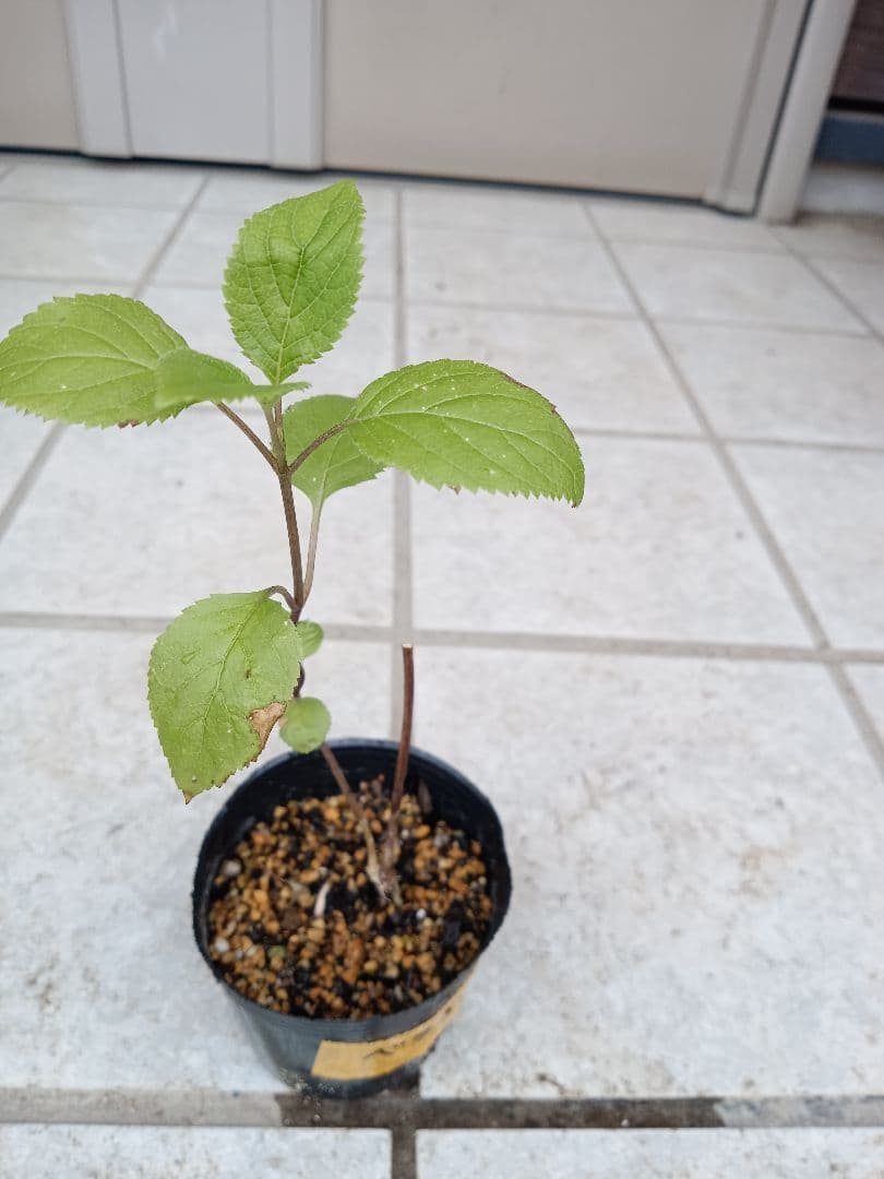 確認用  花苗