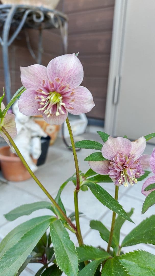 確認用  花苗