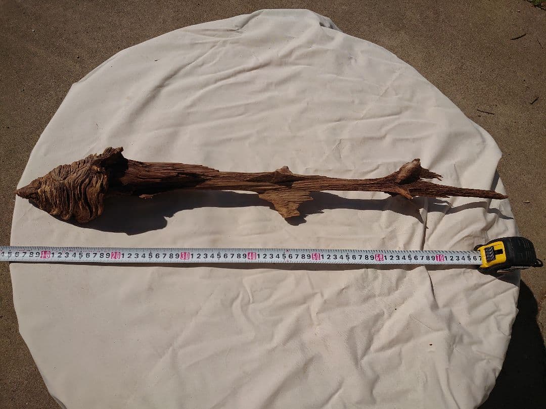 魚の骨っぽい枯木