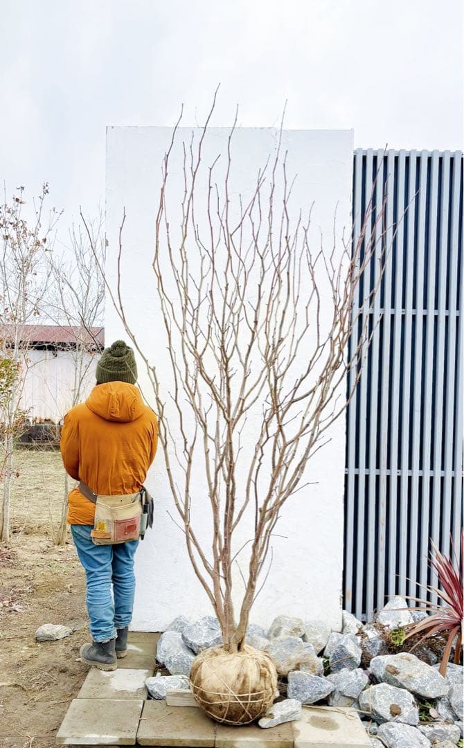 超絶品。マルバノキ本株立ち2.5M(鉢底から)