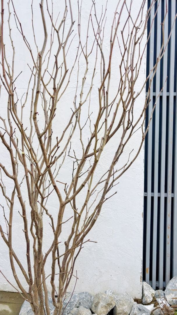 超絶品。マルバノキ本株立ち2.5M(鉢底から)