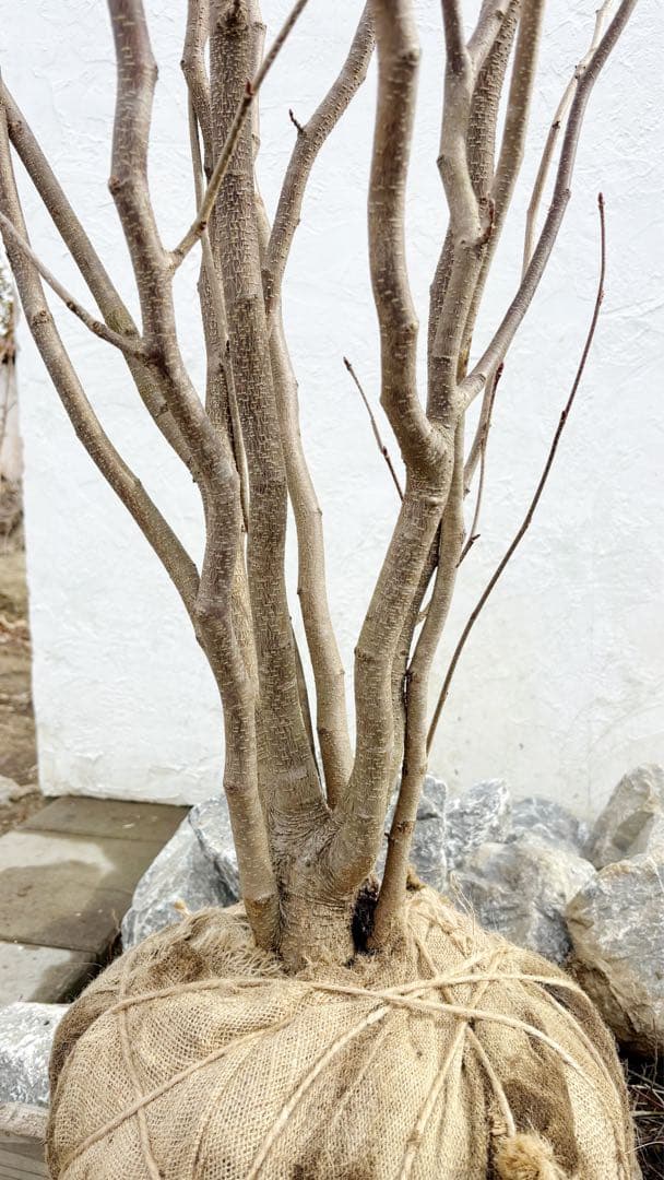 超絶品。マルバノキ本株立ち2.5M(鉢底から)