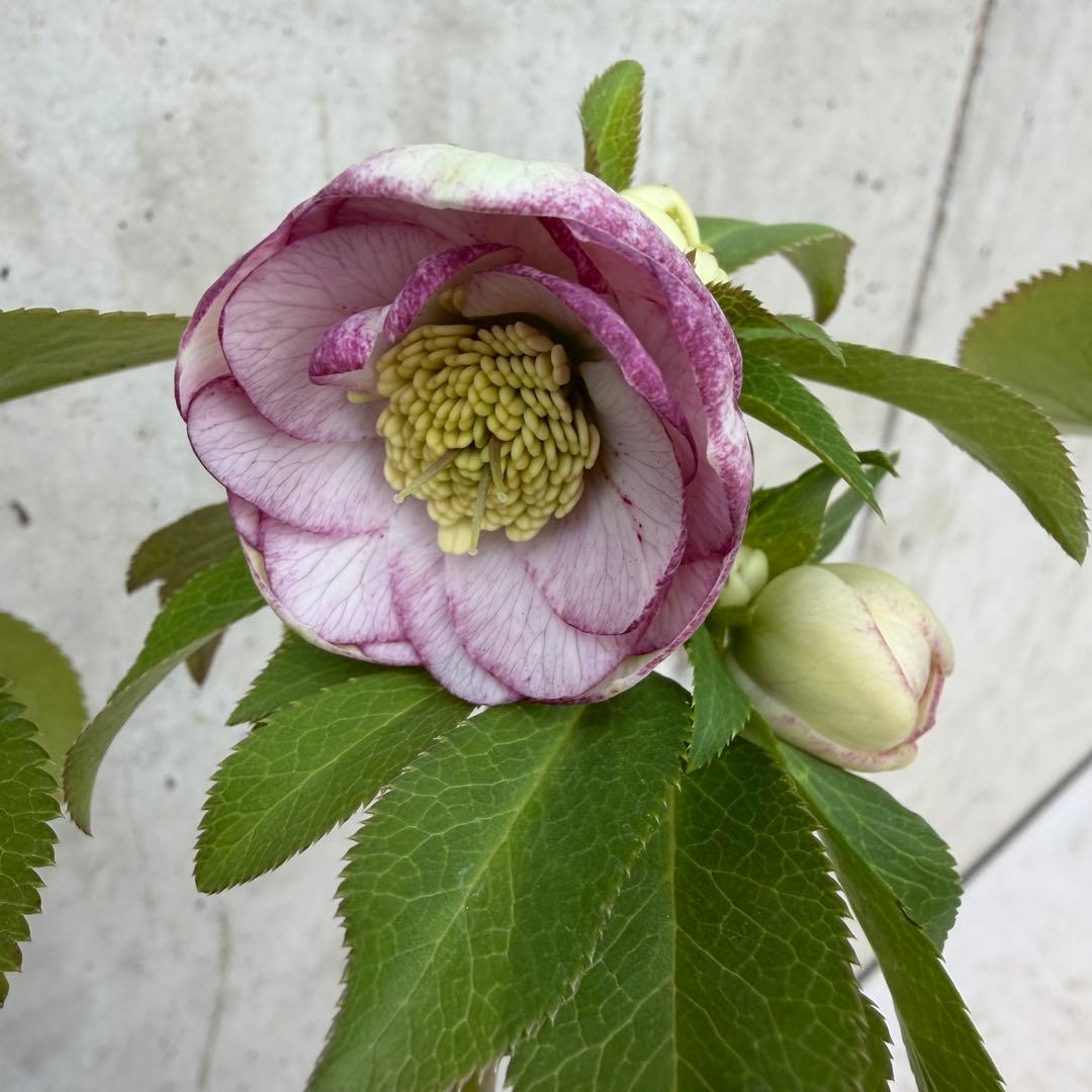 クリスマスローズ　ウィンターシンフォニー　小輪系　スィングシリーズ