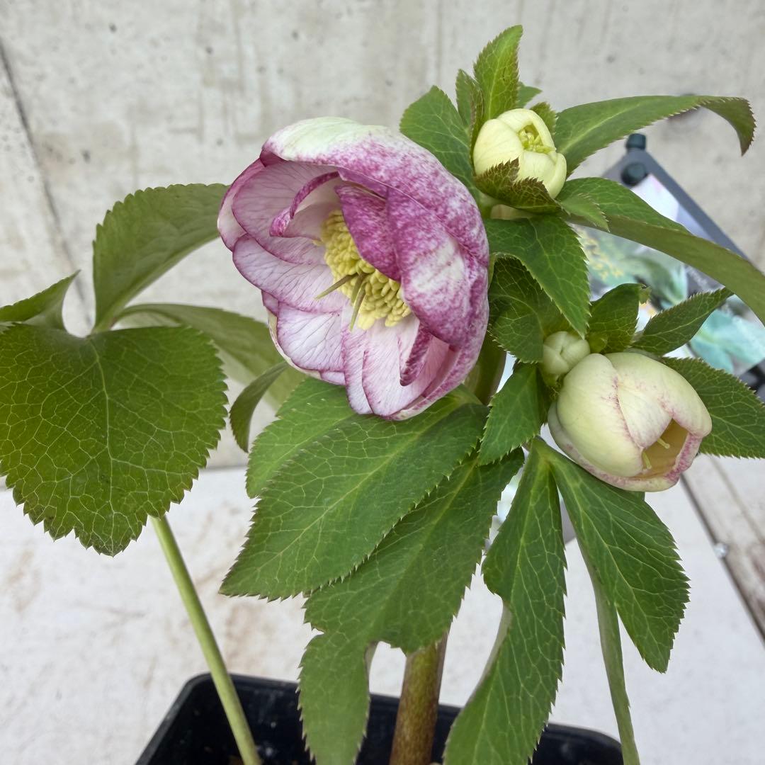 クリスマスローズ　ウィンターシンフォニー　小輪系　スィングシリーズ