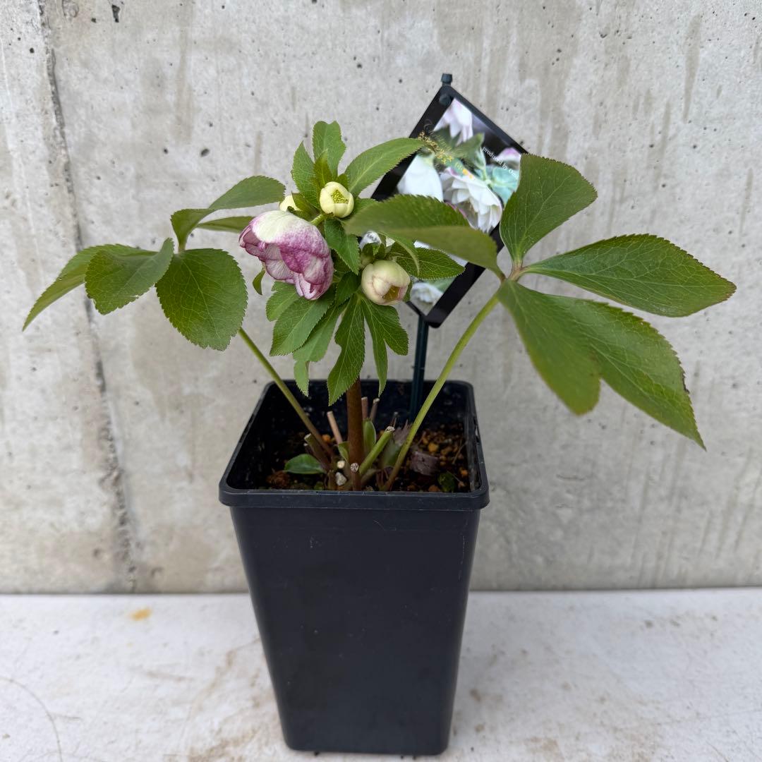 クリスマスローズ　ウィンターシンフォニー　小輪系　スィングシリーズ