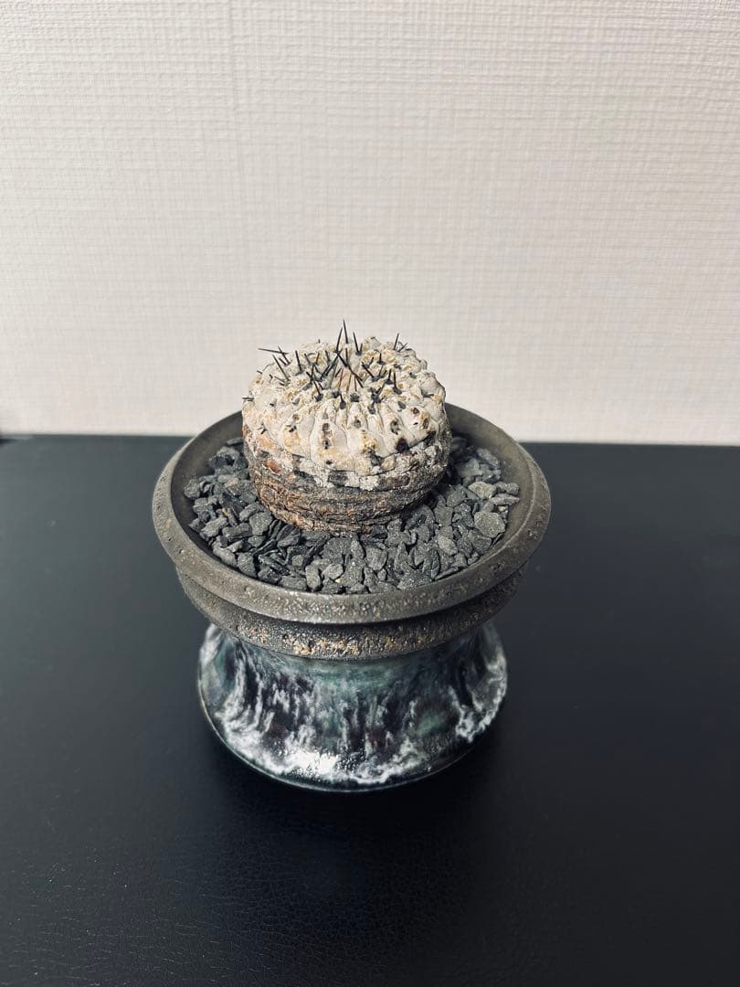最終値下　コピアポアシネレア　現地球黒王丸　カタチ製作所付