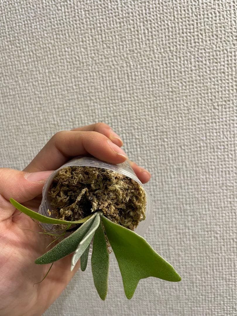 き*ん様 P.willinckii Yellow moon dwarf
