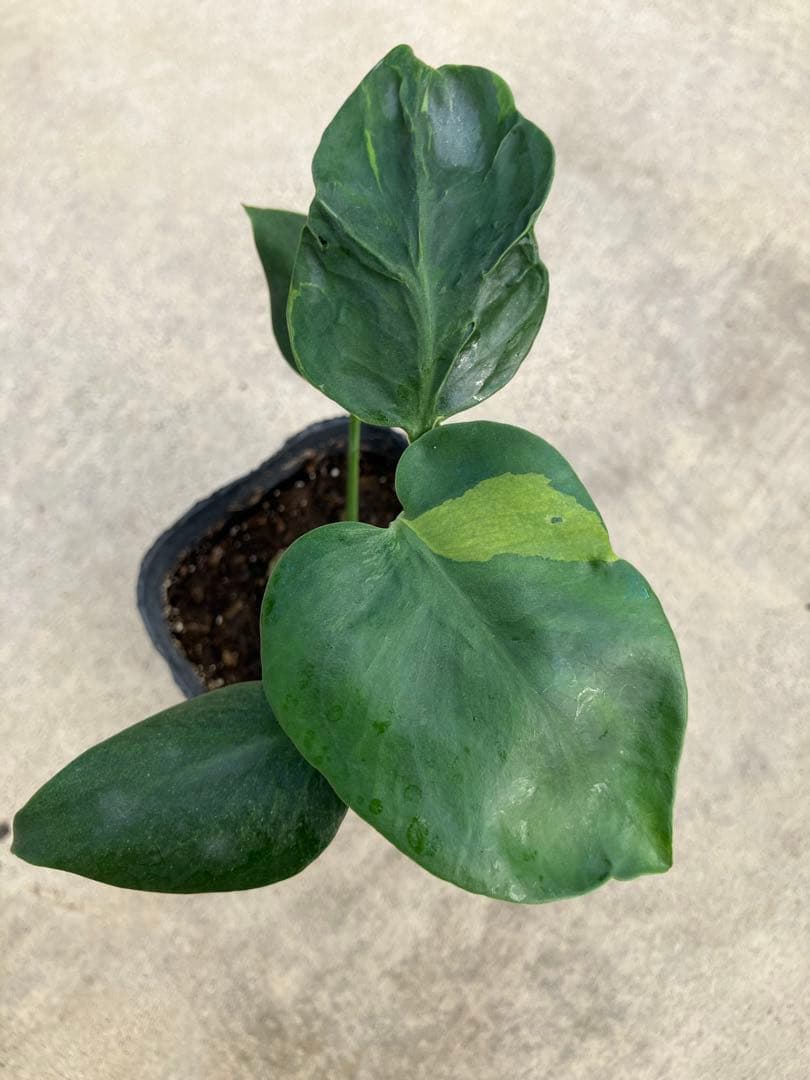 モンステラ斑入り　デリシオーサ実生苗　13鉢セット