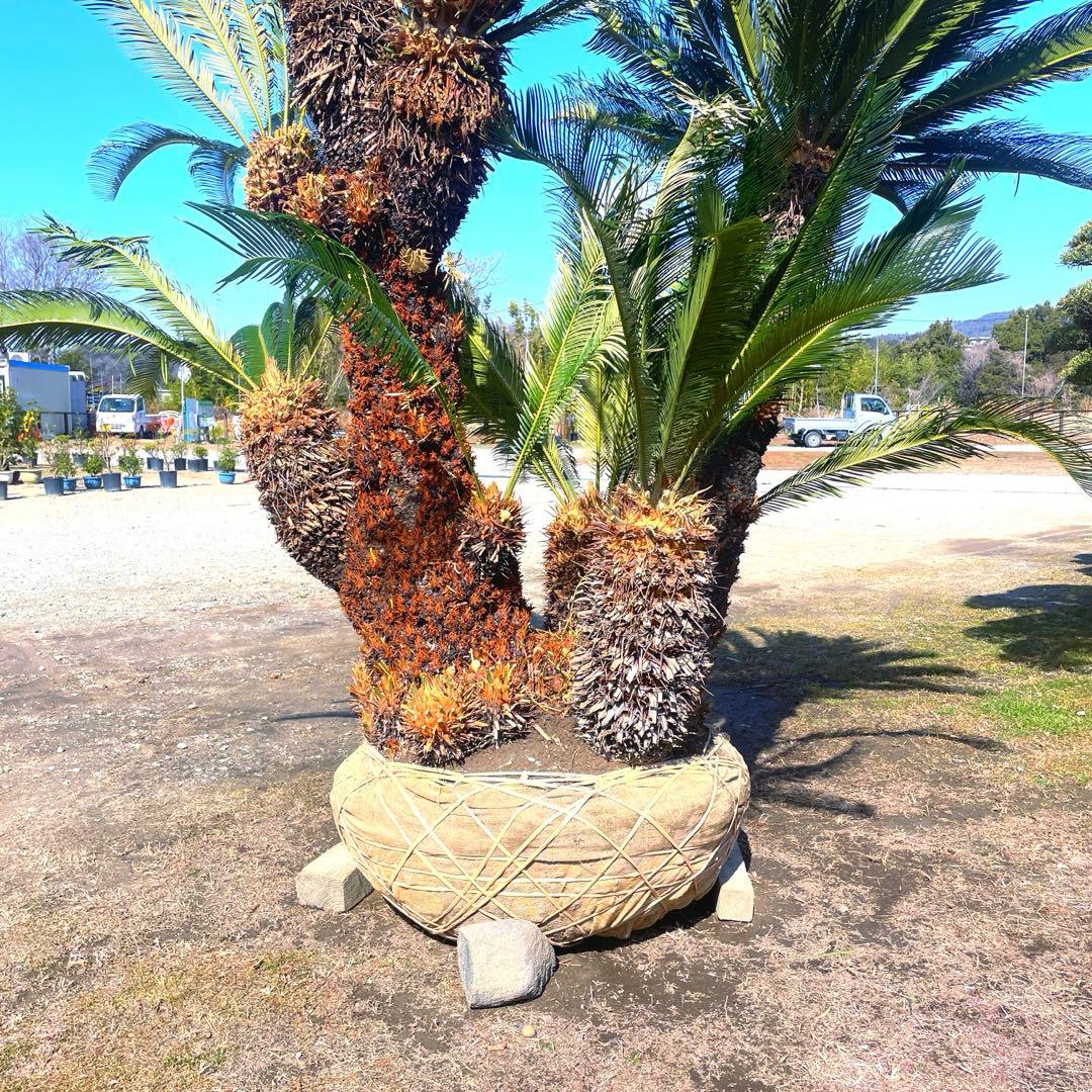 ソテツ『超特大サイズ』近畿地方限定配達&植込み無料❗️その他地方の方要相談。