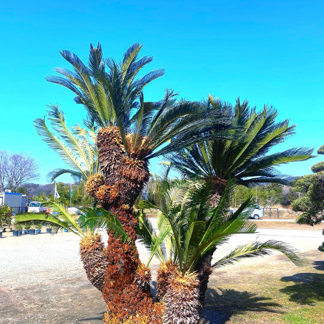 ソテツ『超特大サイズ』近畿地方限定配達&植込み無料❗️その他地方の方要相談。