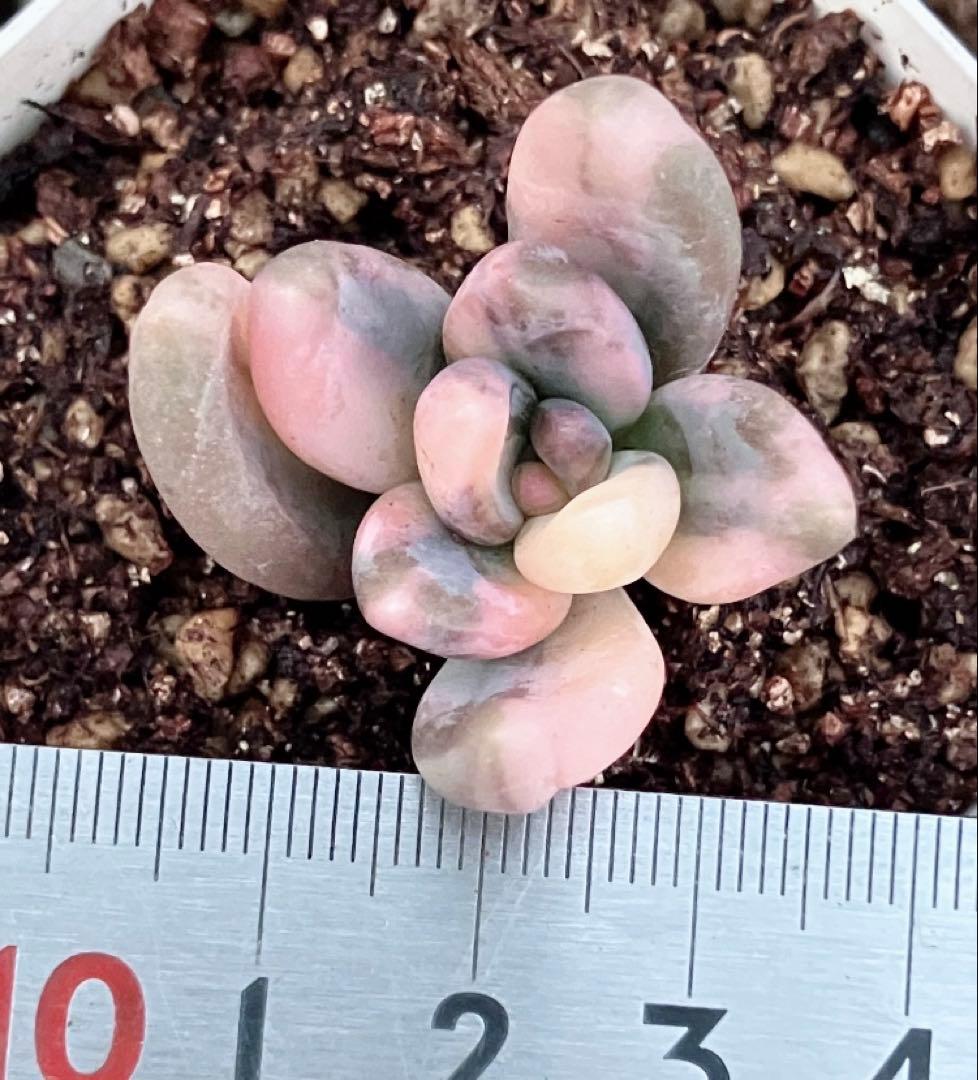 多肉植物　紫麗殿錦　発根済